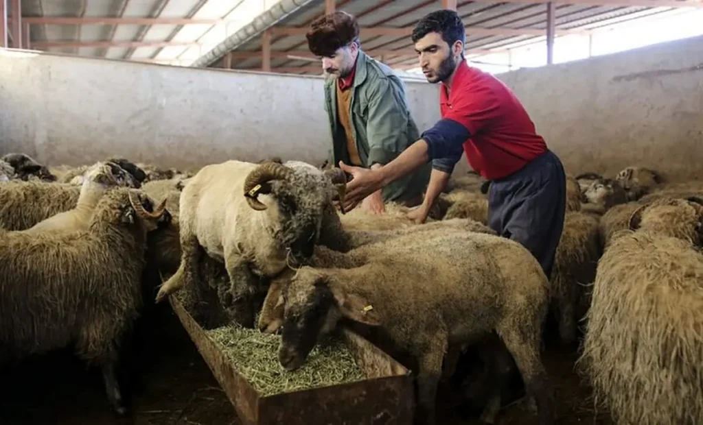 دست پایین دهکهای پایین از گوشت قرمز؛ افزایش ۱۳۵ درصدی در پنج ماه!