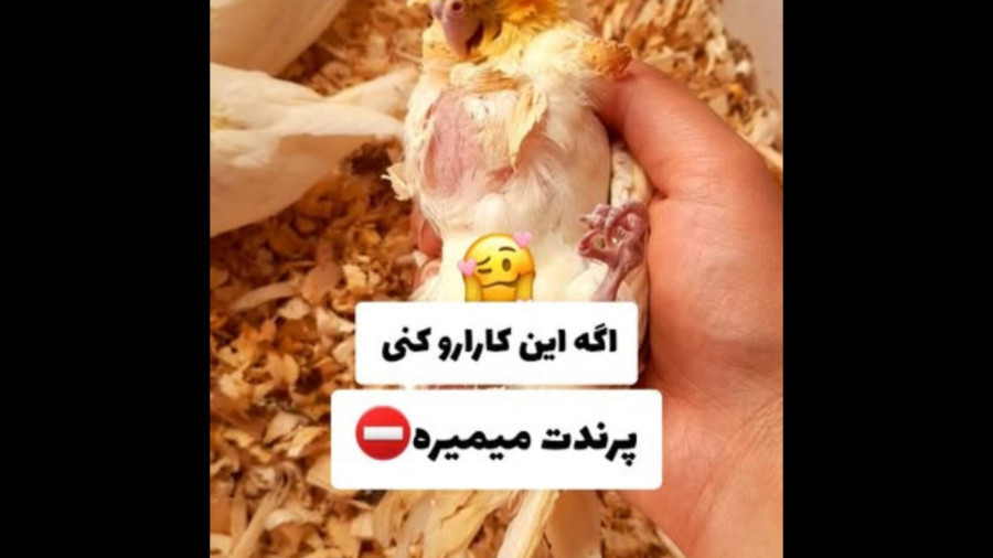 اگه این کارا رو بکنی، پرندت می‌میره!  | اشتباهاتی که باید بدونی