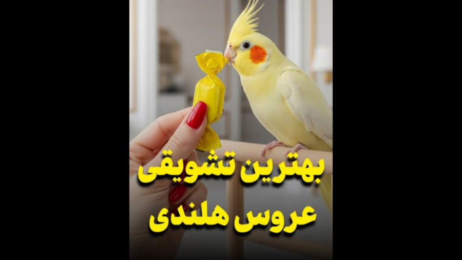 بهترین تشویقی برای عروس هلندی ️ | راز دل‌بری با یه خوراکی ساده!