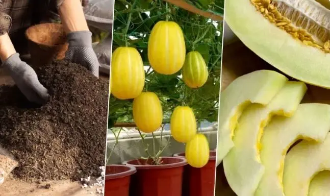 آموزش کاشت خربزه در گلدان