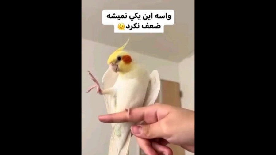 طوطی عروس هلندی سخنگو | حرف زدن بامزه و باحال ️