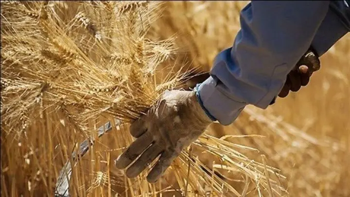 خبر خوش برای گندمکاران/ چه میزان از مطالبات پرداخت شد؟