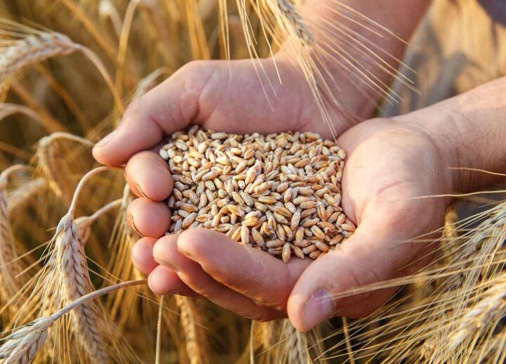 بالاخره تکلیف قیمت خرید تضمینی گندم ۱۴۰۵ روشن شد