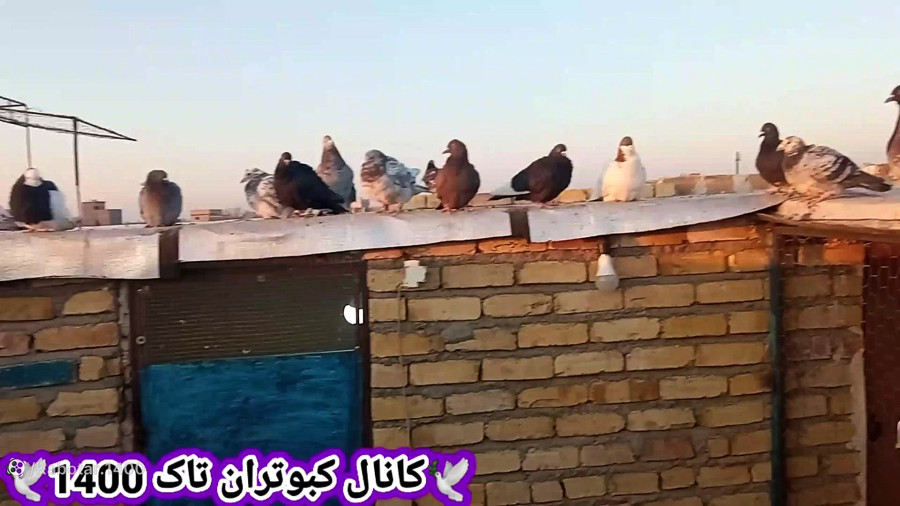 حمله گربه.پرواز کبوترام در شب که آخرش به خیر گذشت