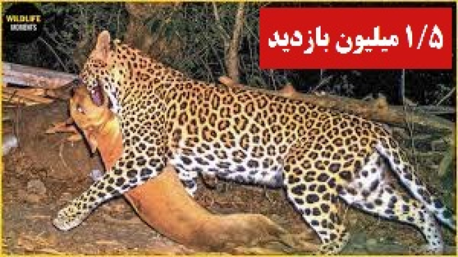 سگ با پلنگ - 45 اشتباه و لحظه شکار سگ | حیات وحش
