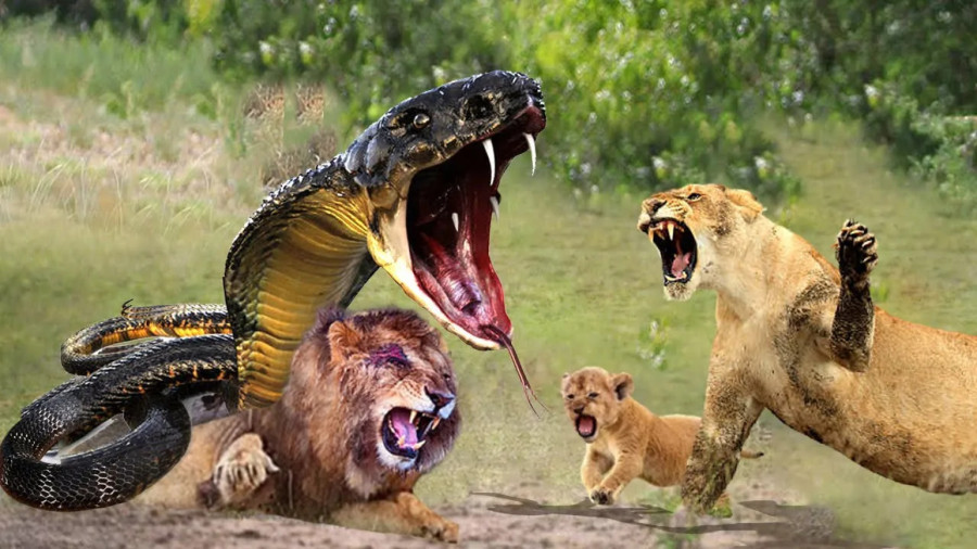 شکار حیوانات ، نبرد حیوانات ، حیات وحش ، رازبقا ، حمله مار به شیرها