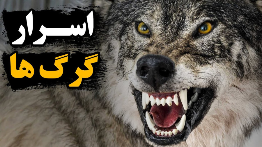 مستند حیات وحش فارسی/اسرار گرگ ها/دنیای حیوانات وحشی/راز بقا