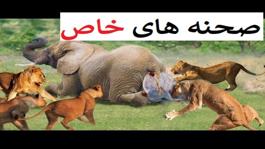 مستند راز بقا جدید | حیات وحش جدید مبارزه شیر و کفتار