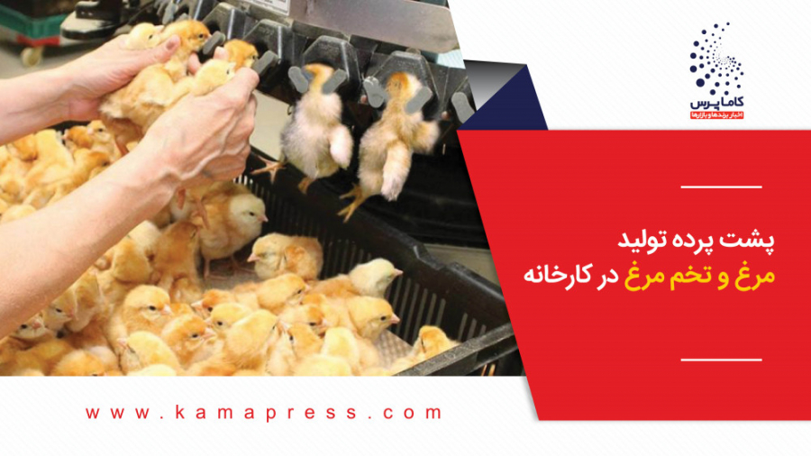 پشت پرده تولید مرغ و تخم مرغ در کارخانه