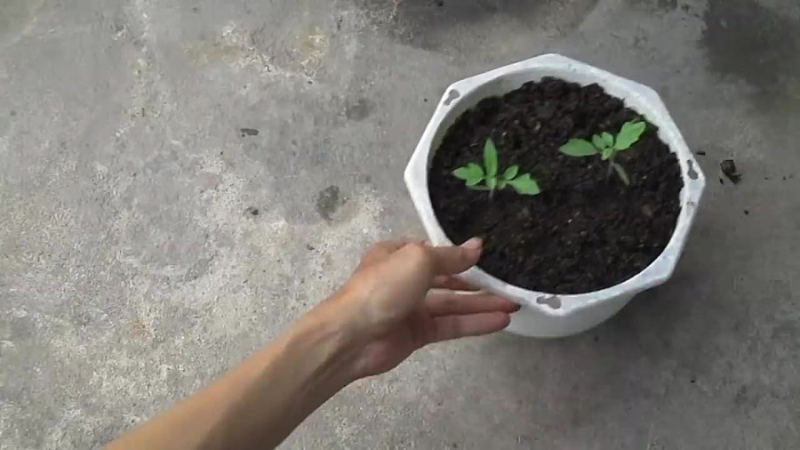 کاشت گوجه فرنگی از گوجه فرنگی گلچنین شده در خانه  Tips for Growing Tomatoes
