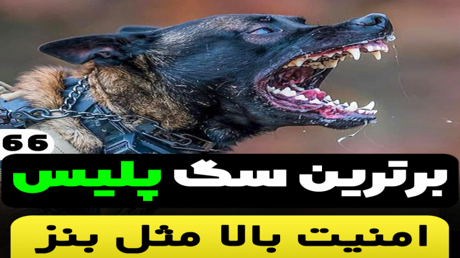 برترین سگ پلیس در دنیا