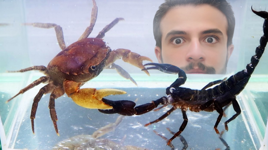 جنگ واقعی خرچنگ و عقرب !!