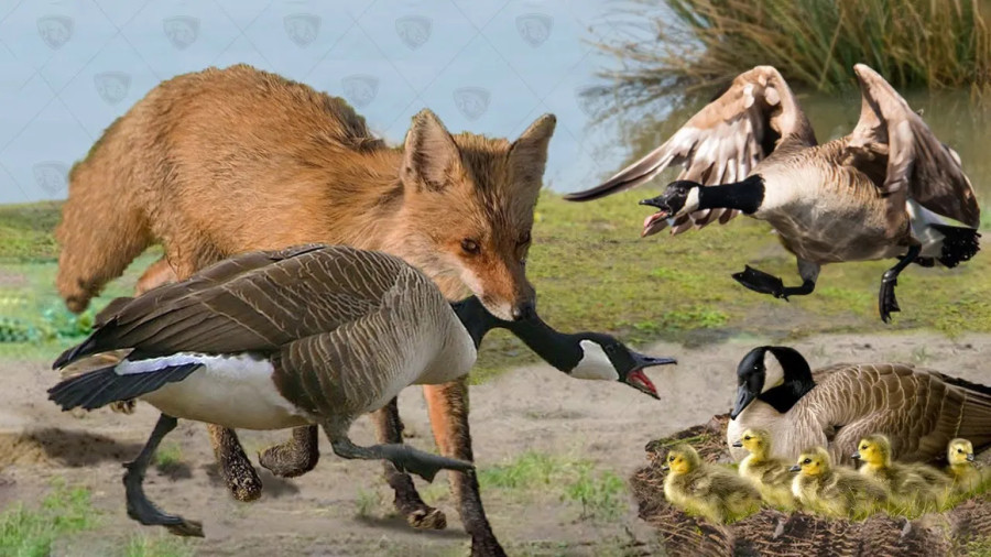 حمله روباه به غاز - مستند حیوانات - حیات وحش جدید - رازبقا