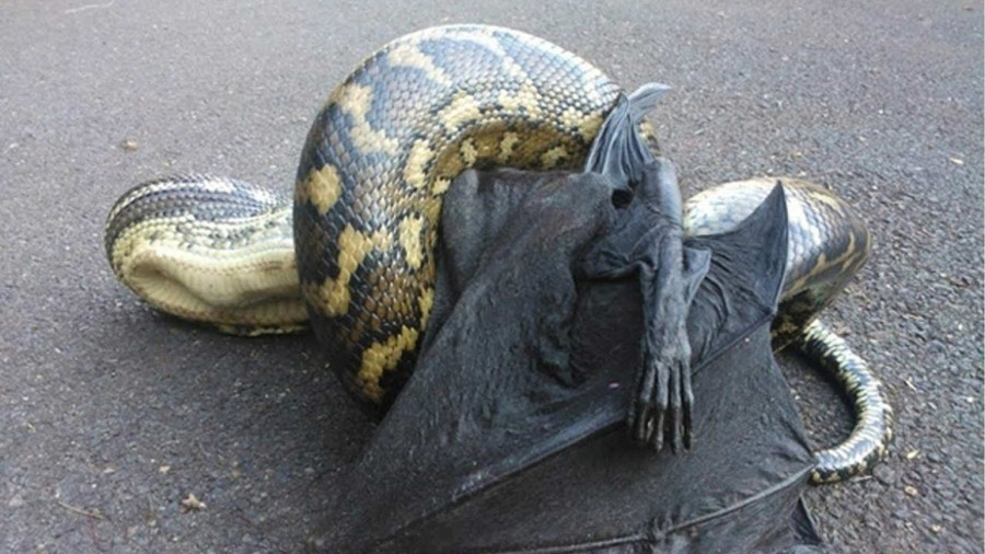 حمله پایتون به خفاش - حمله مار به خفاش سرگردان - نبرد حیوانات وحشی