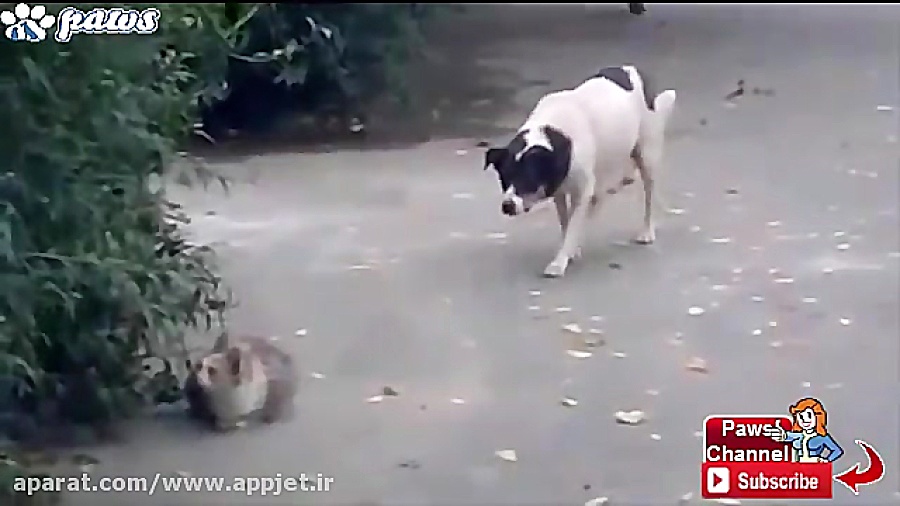 حمله گربه به سگ و حمله یک سگ به یک گربه