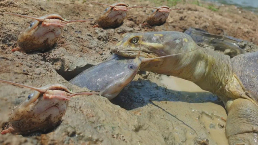 شکار باور نکردنی حفره‌ای : بهترین روش برای پیدا کردن تکنیک صید ماهی