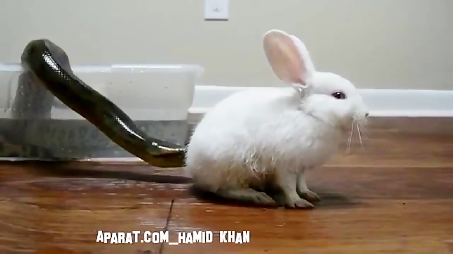 شکار تند و سریع خرگوش و بلعیدن آن توسط مار