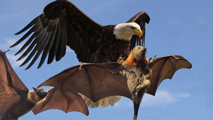 عقاب در مقابل خفاش ، حمله عقاب به خفاش