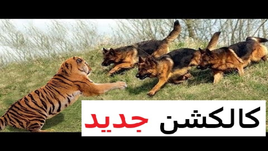مبارزه ببر و سگ شکاری | رازبقا جدید مبارزه ببر و سگ شکاری جدید