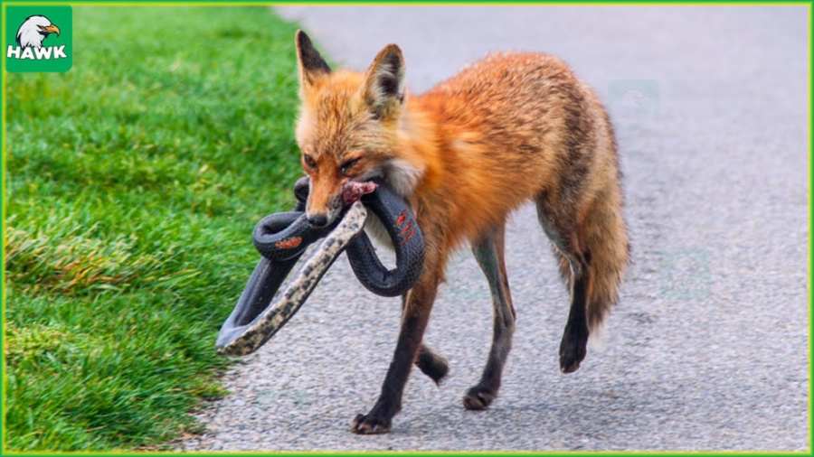 مستند حیات وحش - حمله ترسناک روباه به شکار - حمله حیوانات