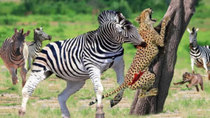 مستند رازبقا جدید - حیات وحش - شکار حیوانات - انتقام گورخر از پلنگ