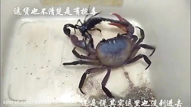 نبرد شدید عقرب سیاه با خرچنگ غول پیکر