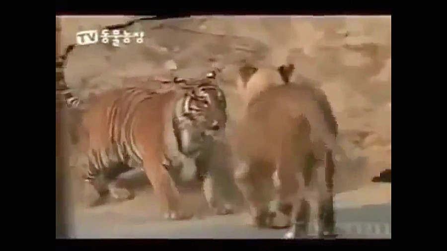 نبرد شیر و پلنگ تا سر حد مرگ