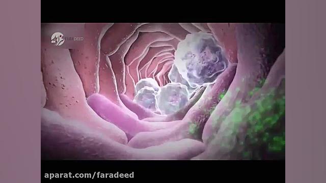 گلبول های سفید خون چگونه کار می کنند