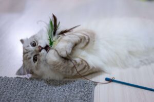 بازی با اسباب بازی پردار گربه