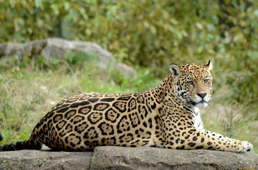 گربه جاگوار