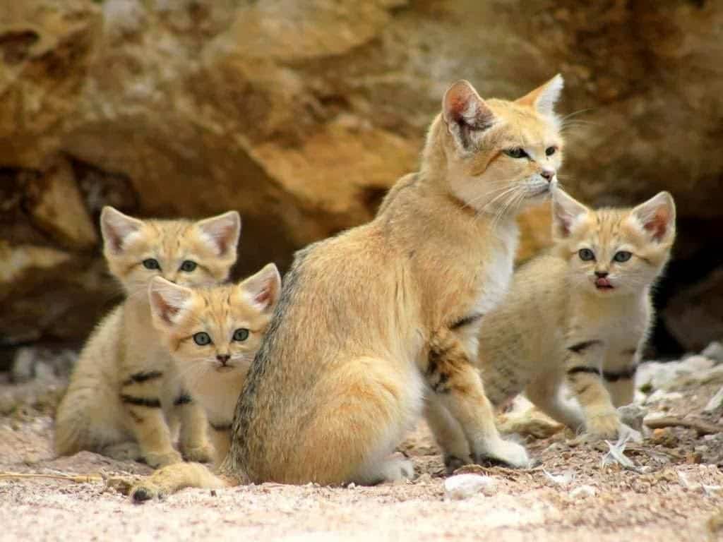 گربه شنی و بچه هاش