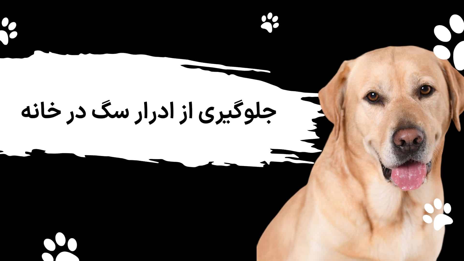 جلوگیری از ادرار سگ خانگی