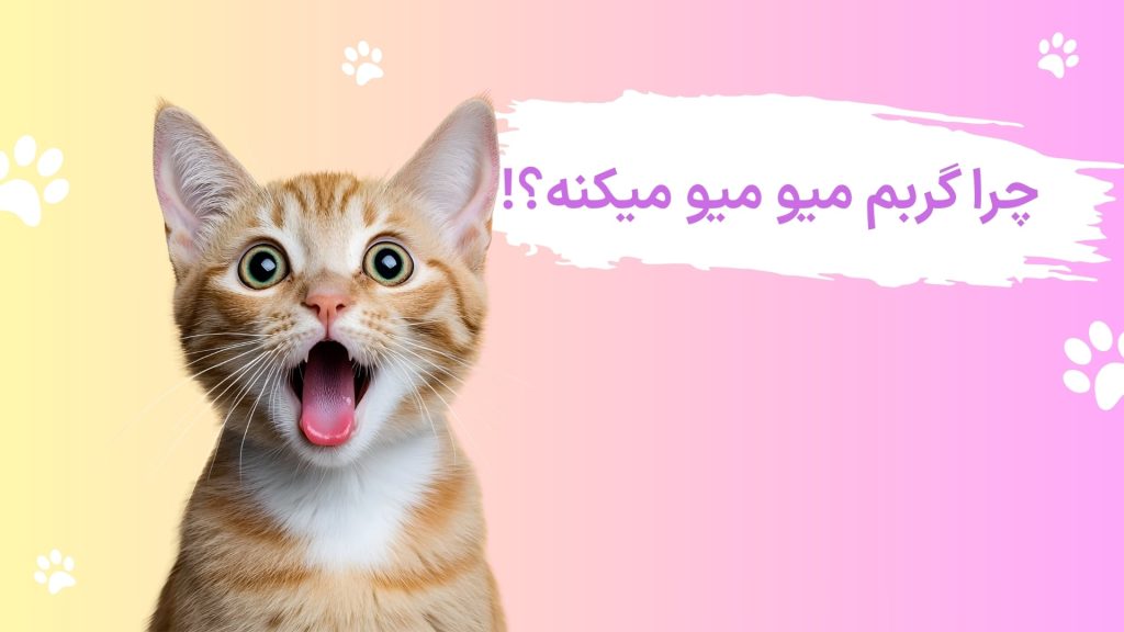 میو میو کردن گربه