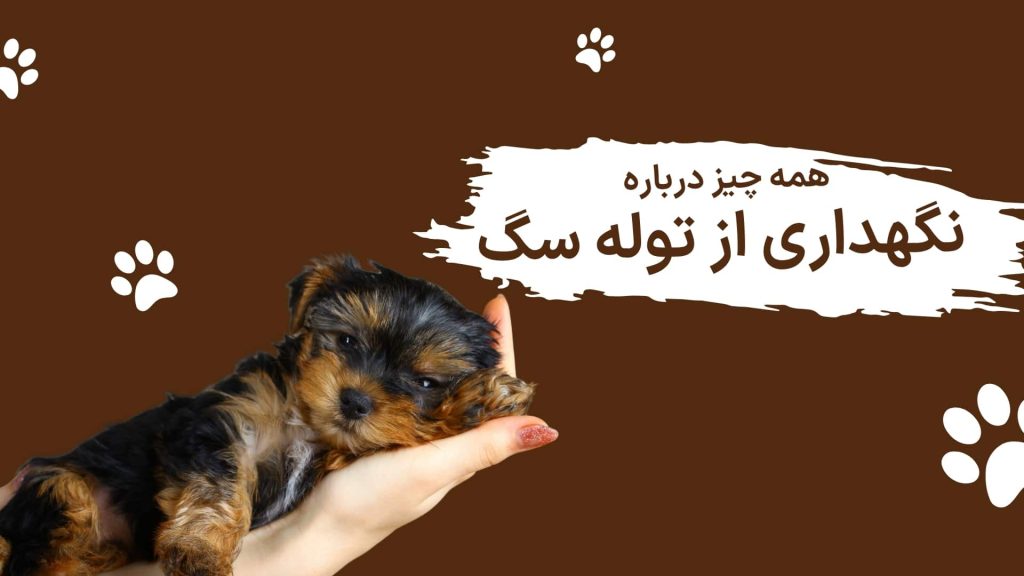 همه چیز درباره نگهداری از توله سگ