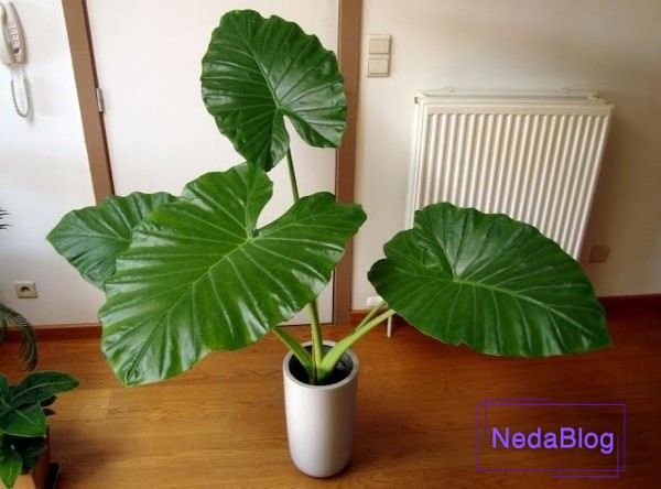 گل بابا آدم در فنگ شویی