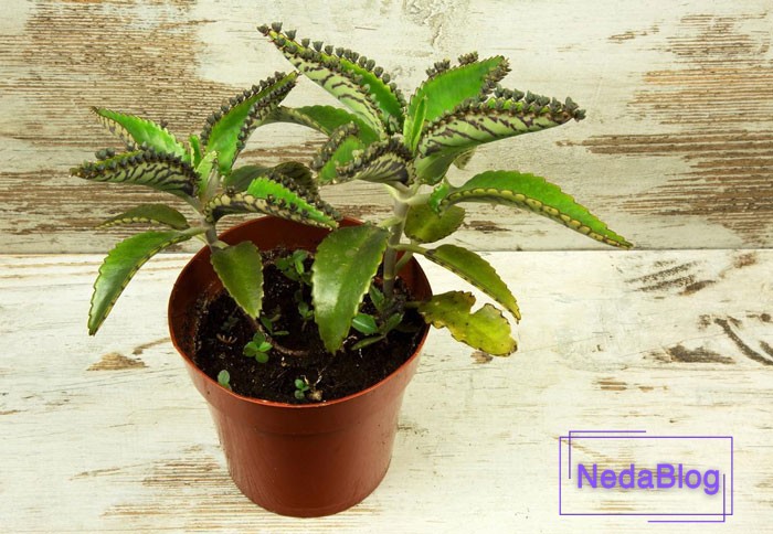 گل اشک تمساح در فنگ شویی