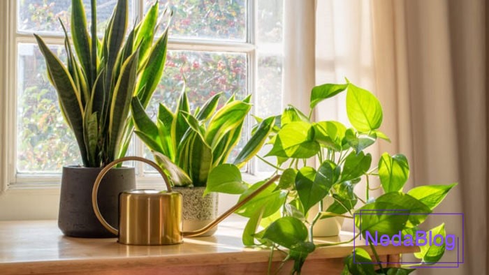 گیاه سلامتی در فنگ شویی