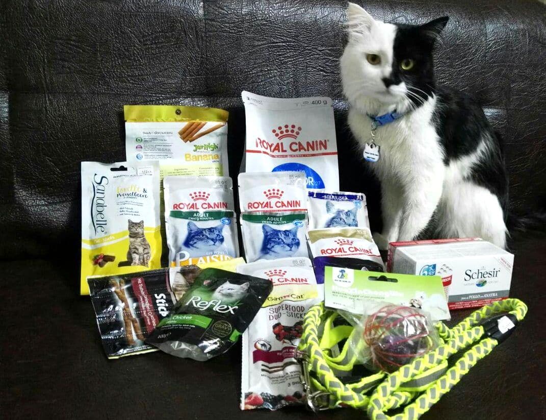 10 نوع غذای گربه رویال کنین