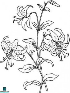 طرح نقاشی گل لیلیوم