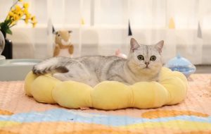 تخت خواب گربه