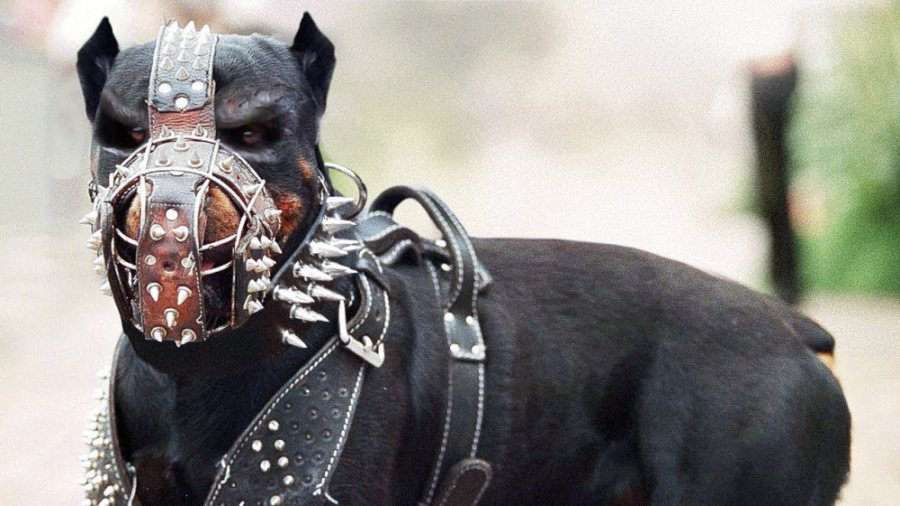 12 تا از خطرناک ترین سگ ها در دنیا