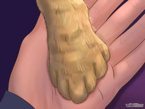 کوتاه کردن ناخن گربه