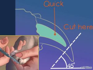 گرفتن ناخن گربه
