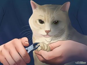 بریدن ناخن گربه