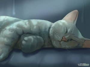 گرفتن ناخن های گربه