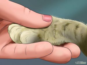 مراحل گرفتن ناخن گربه