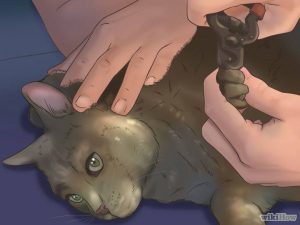 گرفتن ناخن گربه به روش آسان