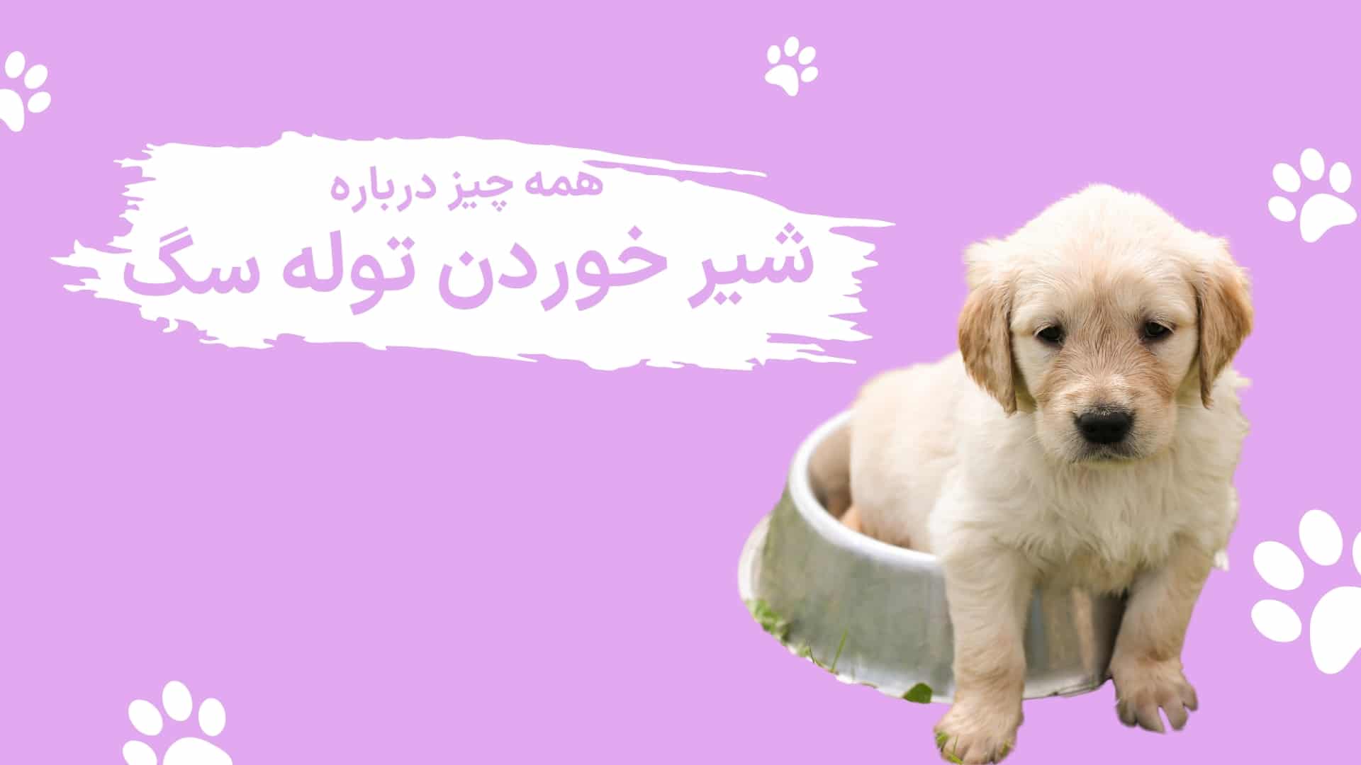 شیر خوردن توله سگ