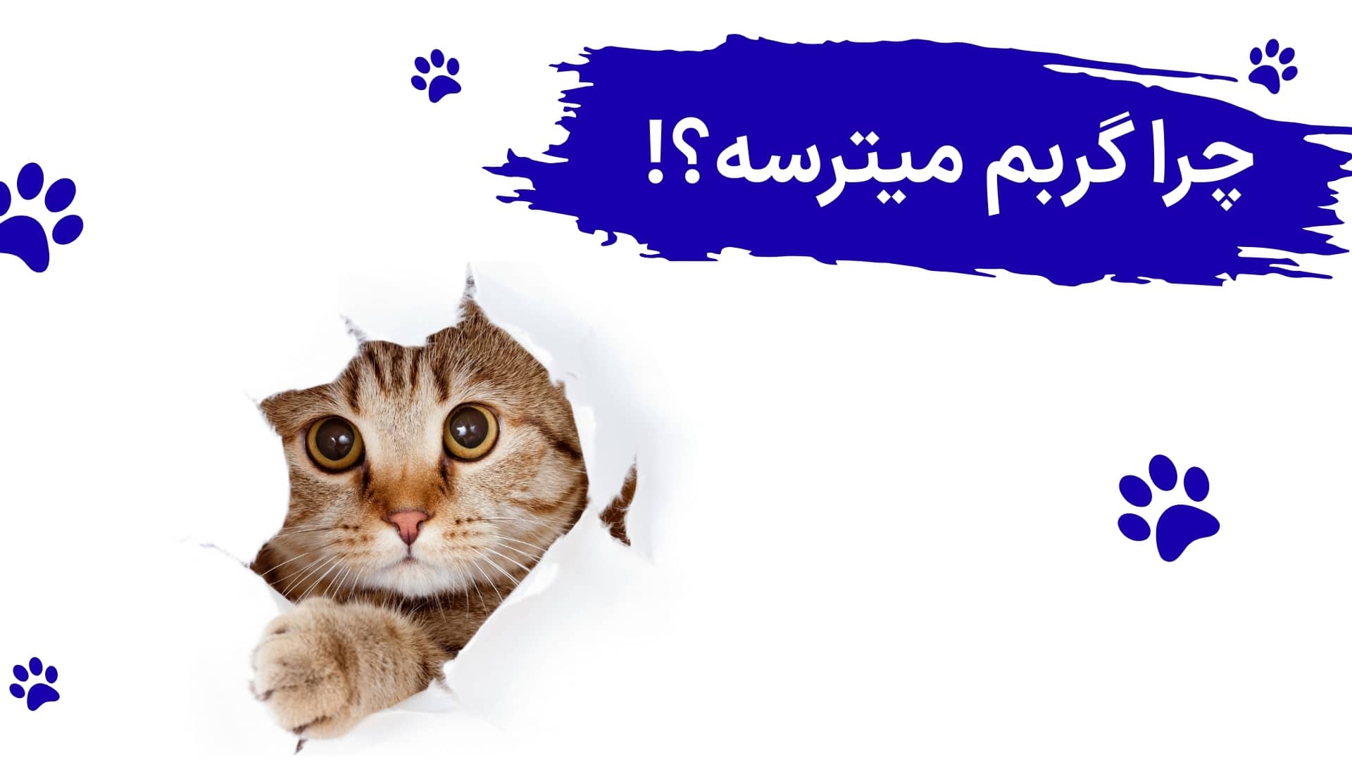 چرا گربم میترسه