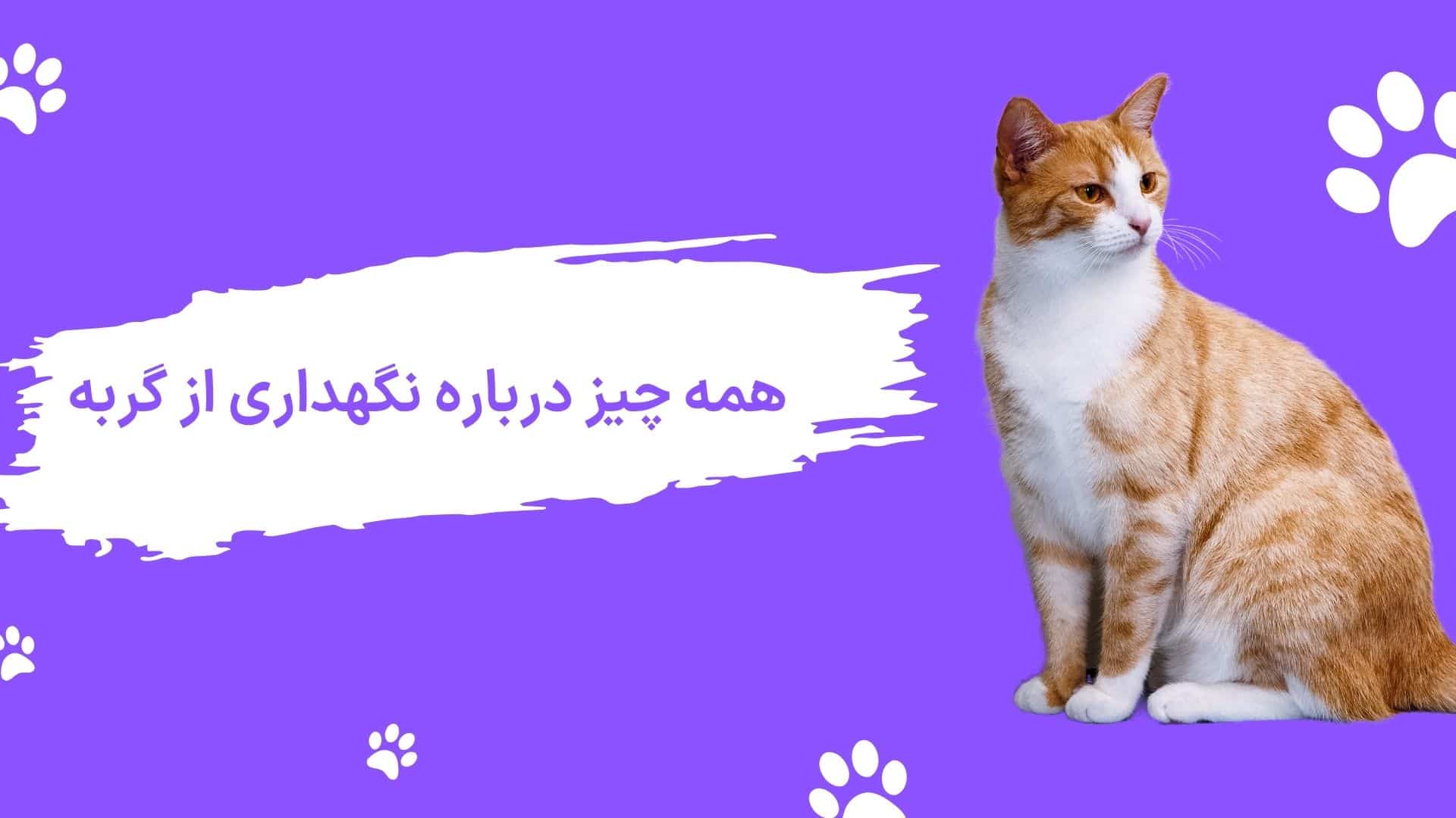 نگهداری از گربه